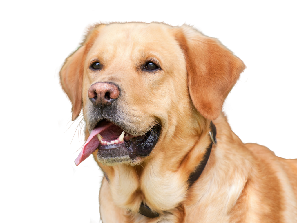 dog, pet, isolated, animal, animal portrait, purebred dog, dear, brown dog, dog look, cute, nature, dog photography