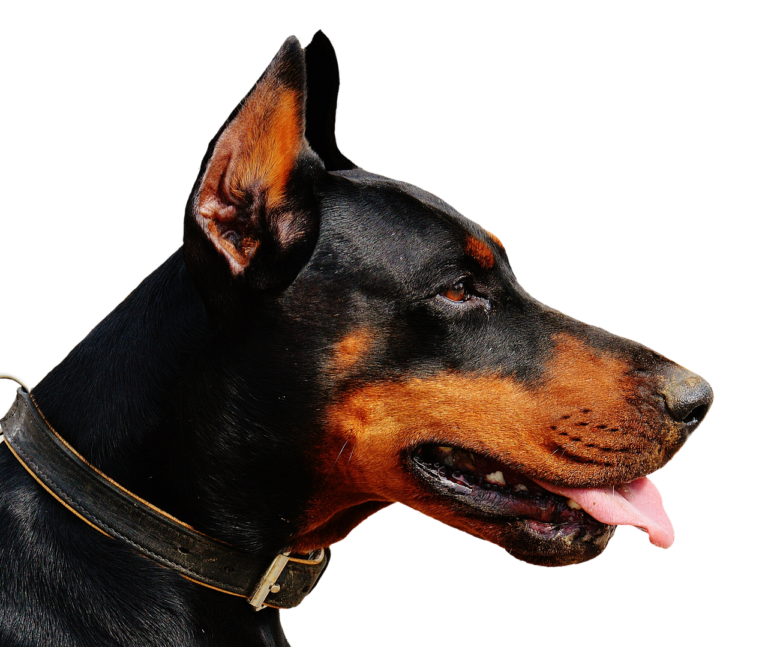 doberman, dog, wildlife, animal, domestic animal, nature, pet, race, isolated, exemption, cutting out, cut out, cropping