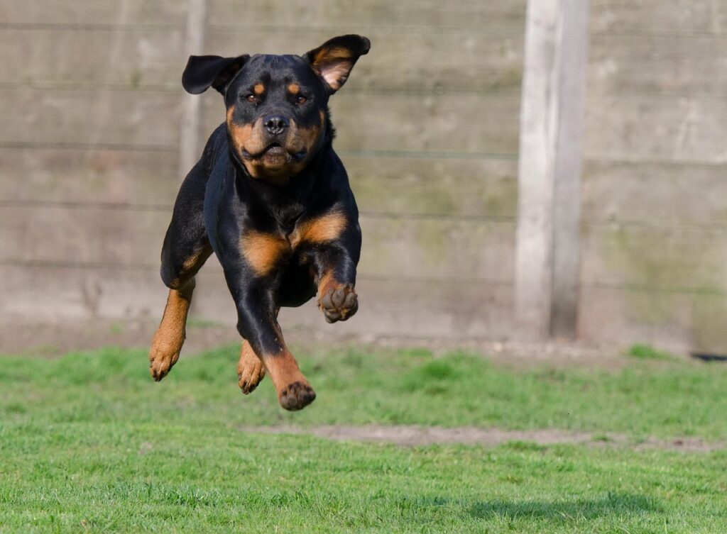rottweiler, running dog, female dog, rottweiler, rottweiler, rottweiler, rottweiler, rottweiler