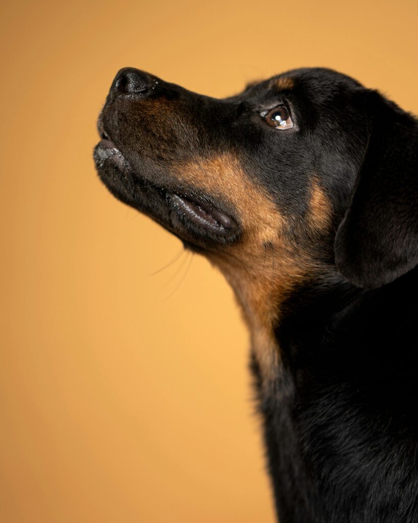 Adorable Rottweiler dog looking up against a warm yellow background in a studio shot.