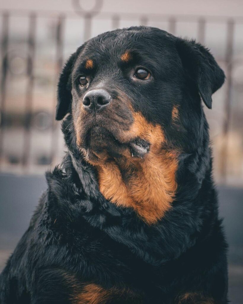 Close-up portrait of a Rottweiler looking into the distance with a focused expression.
