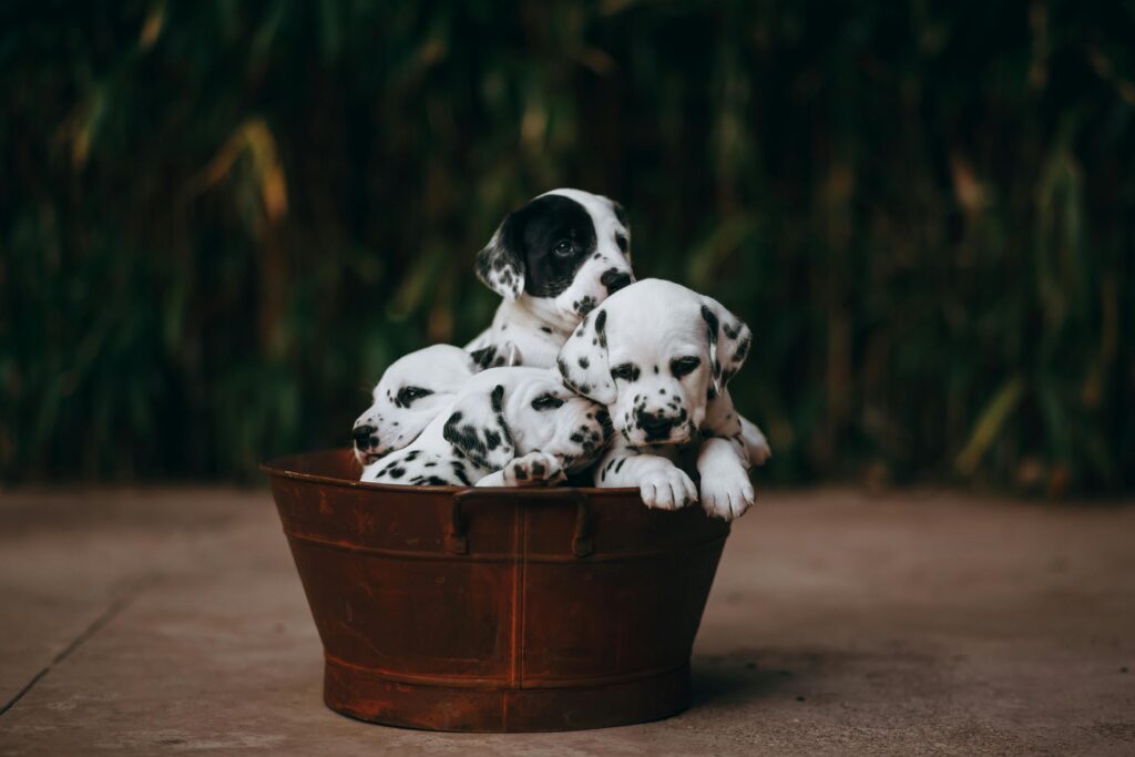 Cute Dalmatian puppies cuddled in a rustic tub, perfect for animal lovers.